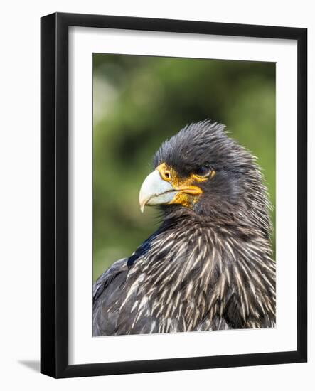 Falkland Caracara or Johnny Rook, protected and highly intelligent bird of prey. Falkland Islands-Martin Zwick-Framed Photographic Print