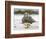 Falkland flightless steamer duck. Falkland Islands-Martin Zwick-Framed Photographic Print