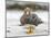 Falkland flightless steamer duck. Falkland Islands-Martin Zwick-Mounted Photographic Print