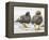 Falkland flightless steamer duck. Falkland Islands-Martin Zwick-Framed Premier Image Canvas