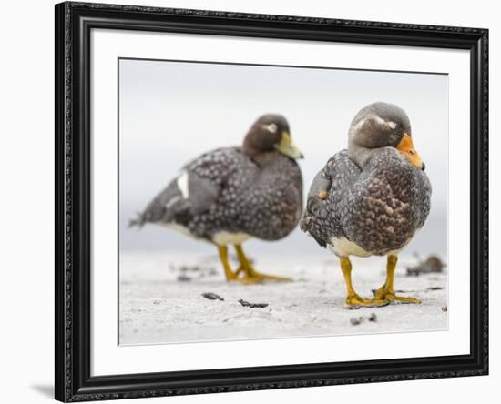 Falkland flightless steamer duck. Falkland Islands-Martin Zwick-Framed Photographic Print