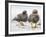 Falkland flightless steamer duck. Falkland Islands-Martin Zwick-Framed Photographic Print