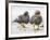Falkland flightless steamer duck. Falkland Islands-Martin Zwick-Framed Photographic Print