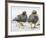 Falkland flightless steamer duck. Falkland Islands-Martin Zwick-Framed Photographic Print