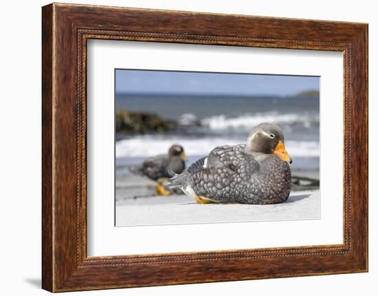 Falkland flightless steamer duck. Falkland Islands-Martin Zwick-Framed Photographic Print