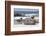 Falkland flightless steamer duck. Falkland Islands-Martin Zwick-Framed Photographic Print