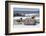 Falkland flightless steamer duck. Falkland Islands-Martin Zwick-Framed Photographic Print