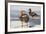 Falkland Flightless Steamer Duck. Male and Female. Falkland Islands-Martin Zwick-Framed Photographic Print