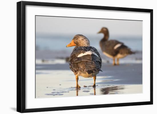 Falkland Flightless Steamer Duck. Male and Female. Falkland Islands-Martin Zwick-Framed Photographic Print