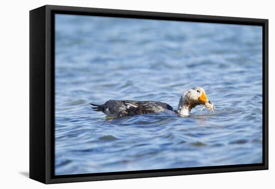 Falkland Flightless Steamer Duck-Joe McDonald-Framed Premier Image Canvas