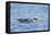 Falkland Flightless Steamer Duck-Joe McDonald-Framed Premier Image Canvas