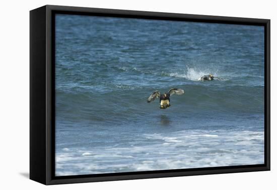 Falkland Flightless Steamer Duck-Joe McDonald-Framed Premier Image Canvas