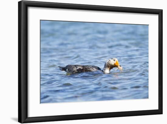 Falkland Flightless Steamer Duck-Joe McDonald-Framed Photographic Print