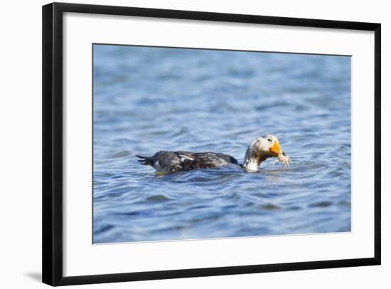 Falkland Flightless Steamer Duck-Joe McDonald-Framed Photographic Print