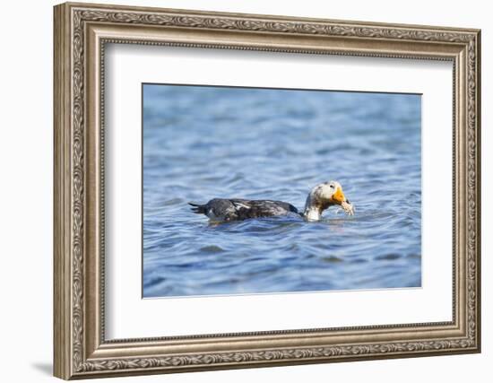 Falkland Flightless Steamer Duck-Joe McDonald-Framed Photographic Print