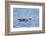 Falkland Flightless Steamer Duck-Joe McDonald-Framed Photographic Print