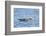 Falkland Flightless Steamer Duck-Joe McDonald-Framed Photographic Print