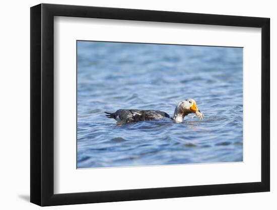 Falkland Flightless Steamer Duck-Joe McDonald-Framed Photographic Print