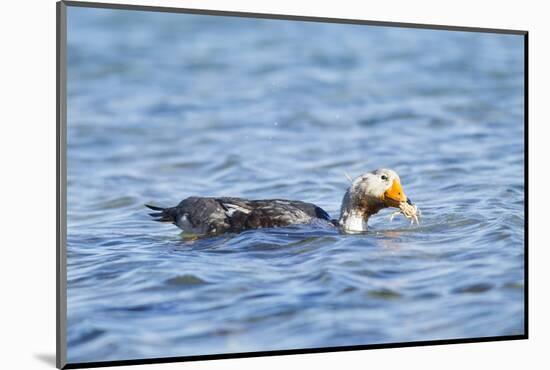 Falkland Flightless Steamer Duck-Joe McDonald-Mounted Photographic Print