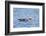 Falkland Flightless Steamer Duck-Joe McDonald-Framed Photographic Print