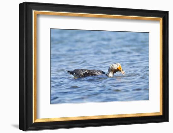 Falkland Flightless Steamer Duck-Joe McDonald-Framed Photographic Print