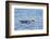 Falkland Flightless Steamer Duck-Joe McDonald-Framed Photographic Print