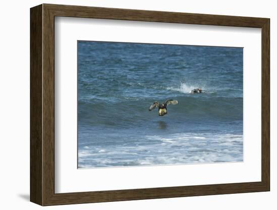 Falkland Flightless Steamer Duck-Joe McDonald-Framed Photographic Print