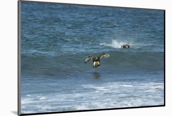 Falkland Flightless Steamer Duck-Joe McDonald-Mounted Photographic Print