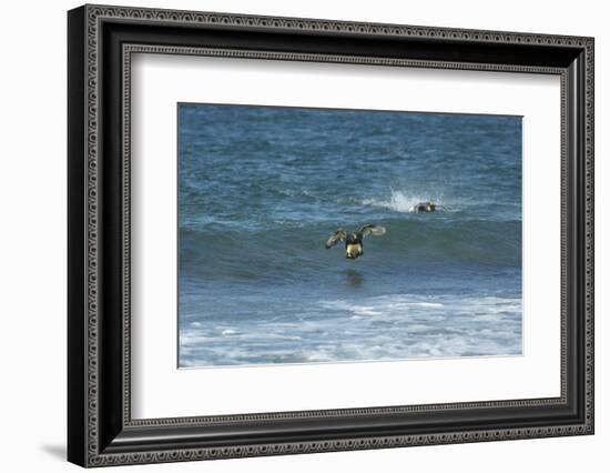 Falkland Flightless Steamer Duck-Joe McDonald-Framed Photographic Print