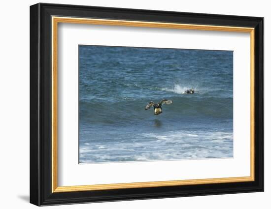 Falkland Flightless Steamer Duck-Joe McDonald-Framed Photographic Print