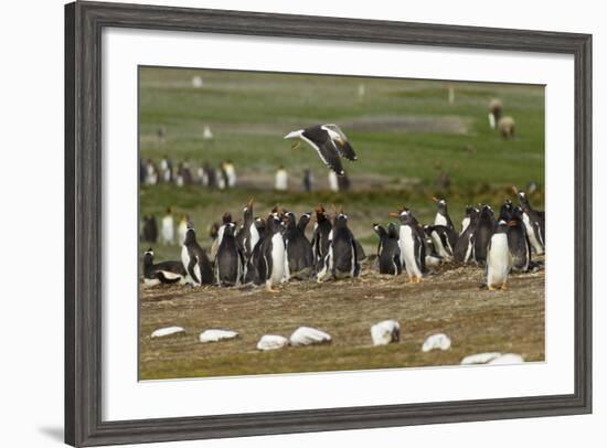 Falkland Island. Kelp Gull Flies over Gentoo Penguin Colony-Cathy & Gordon Illg-Framed Photographic Print