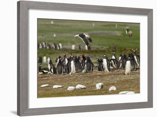 Falkland Island. Kelp Gull Flies over Gentoo Penguin Colony-Cathy & Gordon Illg-Framed Photographic Print