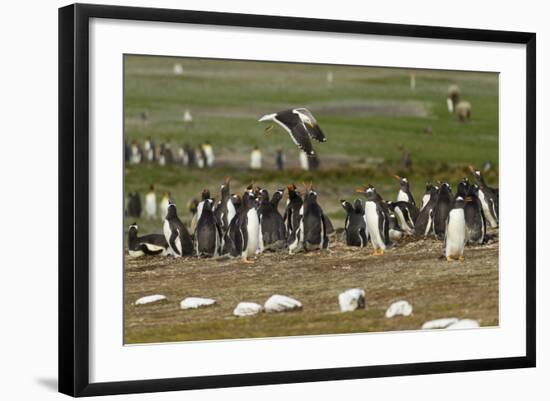 Falkland Island. Kelp Gull Flies over Gentoo Penguin Colony-Cathy & Gordon Illg-Framed Photographic Print