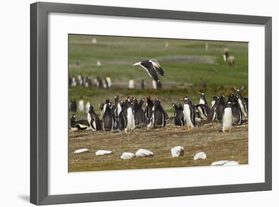 Falkland Island. Kelp Gull Flies over Gentoo Penguin Colony-Cathy & Gordon Illg-Framed Photographic Print