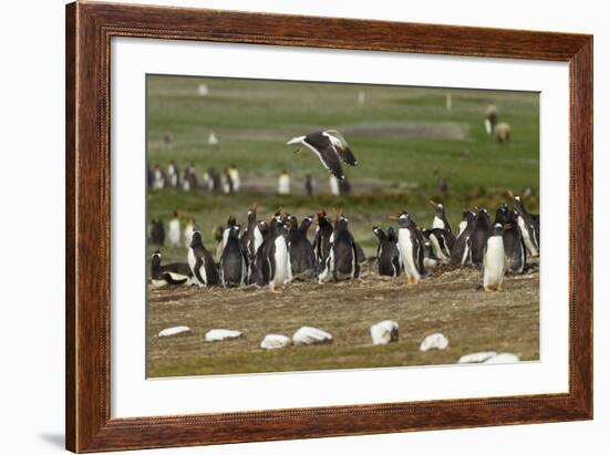 Falkland Island. Kelp Gull Flies over Gentoo Penguin Colony-Cathy & Gordon Illg-Framed Photographic Print