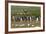 Falkland Island. Kelp Gull Flies over Gentoo Penguin Colony-Cathy & Gordon Illg-Framed Photographic Print