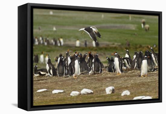 Falkland Island. Kelp Gull Flies over Gentoo Penguin Colony-Cathy & Gordon Illg-Framed Premier Image Canvas