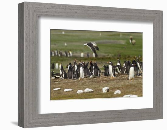 Falkland Island. Kelp Gull Flies over Gentoo Penguin Colony-Cathy & Gordon Illg-Framed Photographic Print