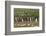 Falkland Island. Kelp Gull Flies over Gentoo Penguin Colony-Cathy & Gordon Illg-Framed Photographic Print