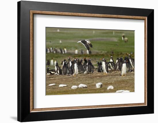 Falkland Island. Kelp Gull Flies over Gentoo Penguin Colony-Cathy & Gordon Illg-Framed Photographic Print