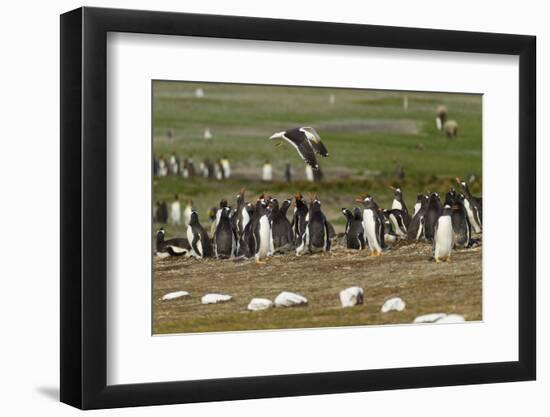 Falkland Island. Kelp Gull Flies over Gentoo Penguin Colony-Cathy & Gordon Illg-Framed Photographic Print