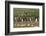 Falkland Island. Kelp Gull Flies over Gentoo Penguin Colony-Cathy & Gordon Illg-Framed Photographic Print