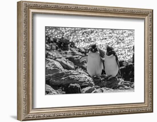 Falkland Islands, black and white image of pair of rockhopper penguins nesting on cliff, New Island-Howie Garber-Framed Photographic Print