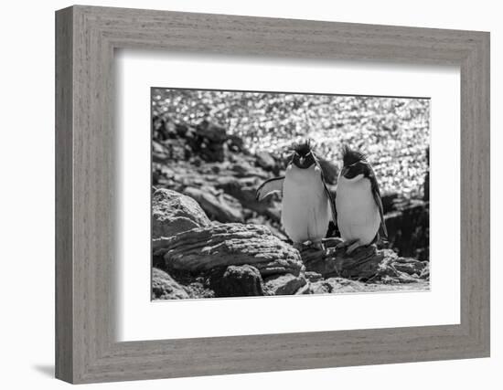 Falkland Islands, black and white image of pair of rockhopper penguins nesting on cliff, New Island-Howie Garber-Framed Photographic Print