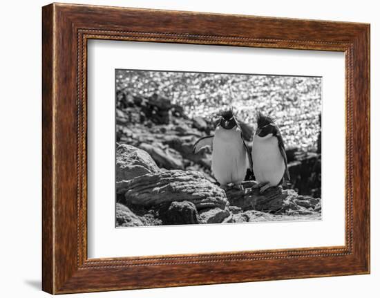 Falkland Islands, black and white image of pair of rockhopper penguins nesting on cliff, New Island-Howie Garber-Framed Photographic Print