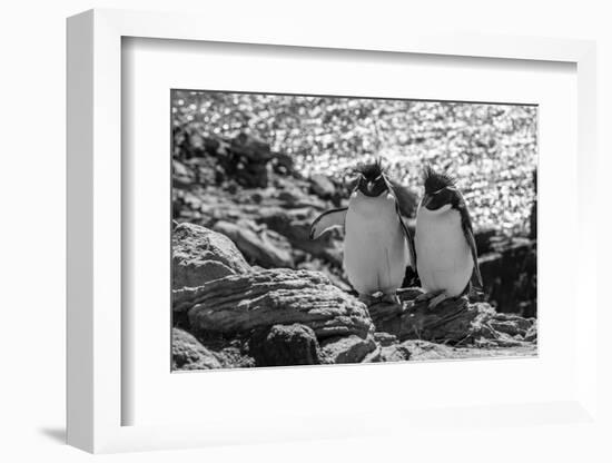 Falkland Islands, black and white image of pair of rockhopper penguins nesting on cliff, New Island-Howie Garber-Framed Photographic Print