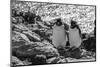 Falkland Islands, black and white image of pair of rockhopper penguins nesting on cliff, New Island-Howie Garber-Mounted Photographic Print