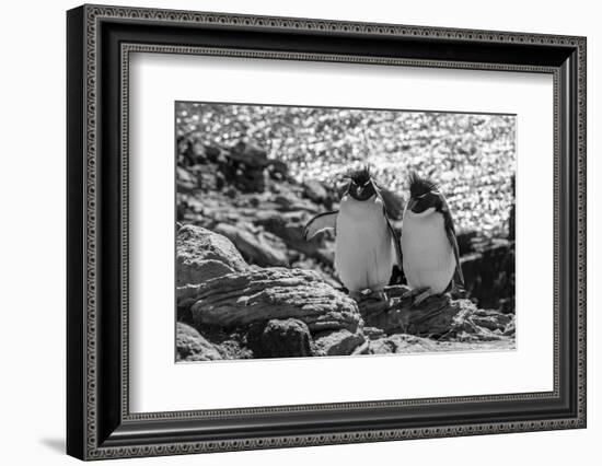 Falkland Islands, black and white image of pair of rockhopper penguins nesting on cliff, New Island-Howie Garber-Framed Photographic Print