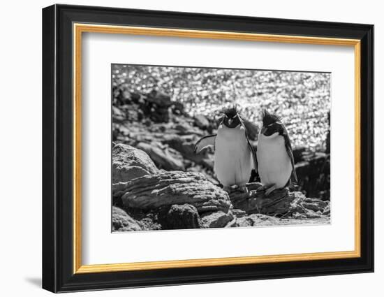 Falkland Islands, black and white image of pair of rockhopper penguins nesting on cliff, New Island-Howie Garber-Framed Photographic Print