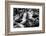 Falkland Islands, black and white photo of courtship behavior of black-browed albatross New Island-Howie Garber-Framed Photographic Print